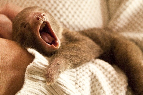 Cute baby sloth, submitted by thedoctor2008.