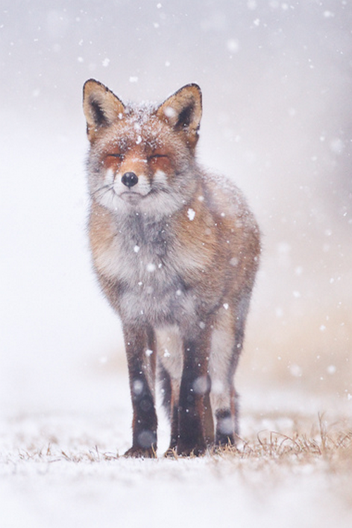 e4rthy: A beauty in the Snow by Pim Leijen (x)