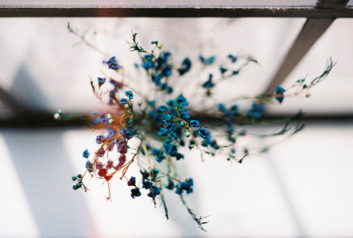 adorus: flowersill (by susan xie) 
