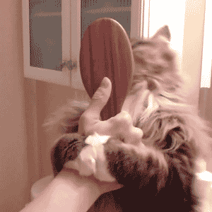i-have-been-johnlocked: inspector-pervert: vintagebiatchh: who needs to brush the cat, when you can just cat the brush its been a stressful day hasn’t it. here watch a cat being helpful CAT THE BRUSH 