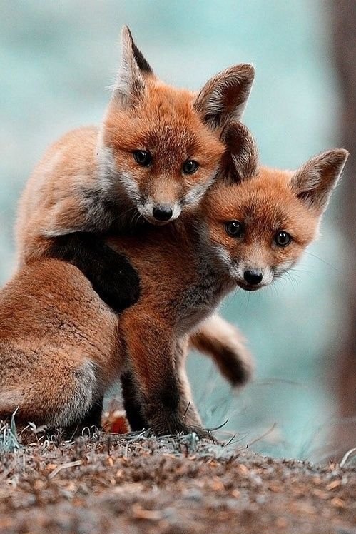 dog photography beauty animals cute life beautiful animal nature natural  fox foxes dogs pet pets rose-clementine •