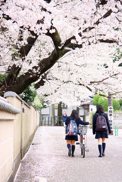 桜 - 2013 by emachiko on Flickr.