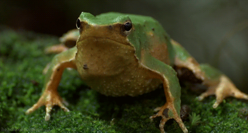 Chilean Frog Gifs Wifflegif