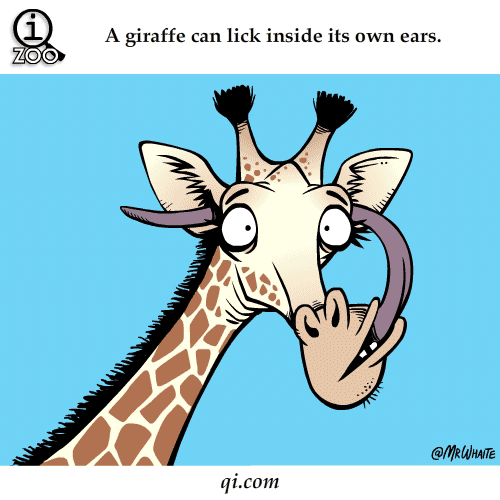giraffe clipart gif - photo #17