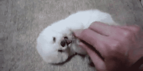 gif dog cute puppy animal animation 