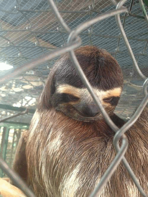How Do Sloths Have Sex 13