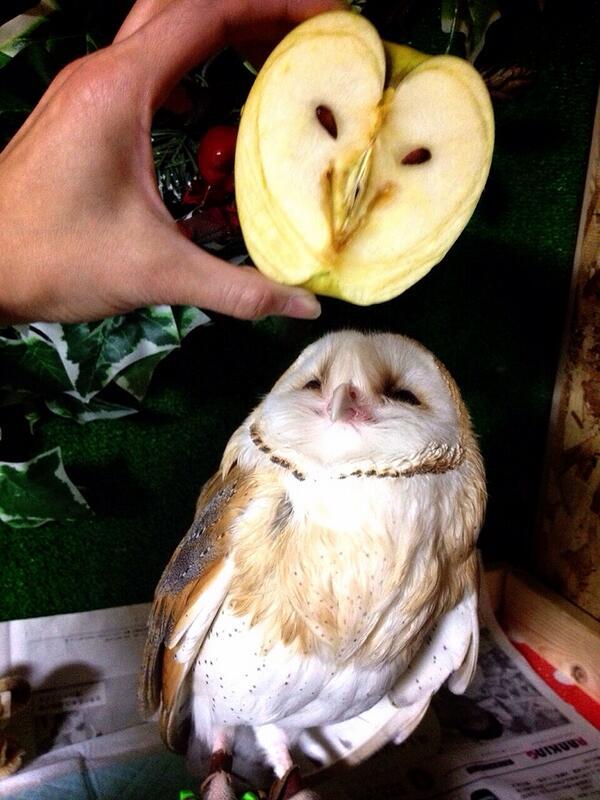 可愛すぎる！「リンゴを剥いたらフクロウが出てきた！」とTwitterで話題に | Qlay