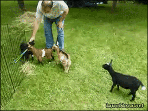 ninja goat