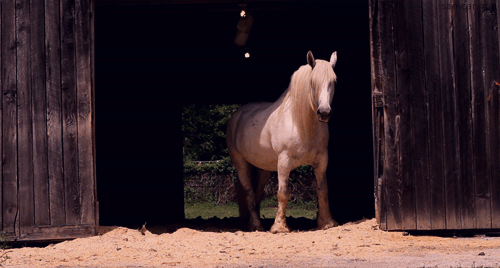 wild horse gif tumblr