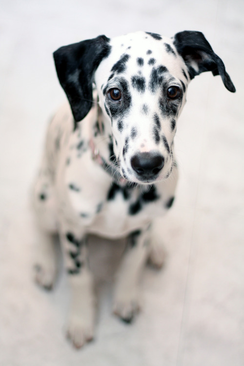 dog cute puppy dalmatian 