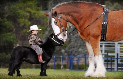 allcreatures:

growthchart:

Two-year-old Colt Bullen rides his miniature horse Prancer and comes face-to-face with Hercules the Clydesdale horse, in Melbourne, Australia

Picture: REX FEATURES via TelegraphUK

