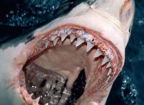 Shark S Mouth 87