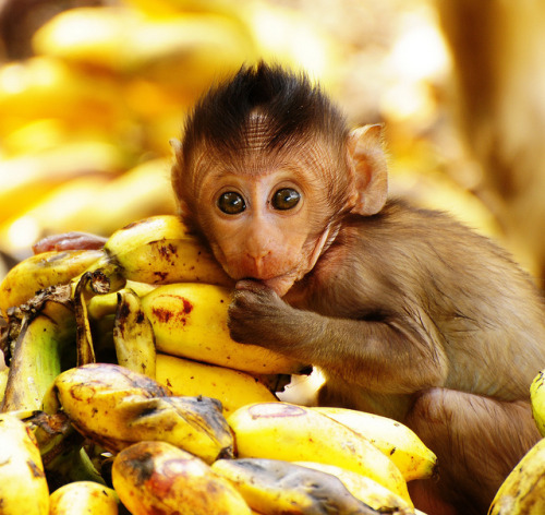 sightsounds: Baby Banana by Jon in Thailand 