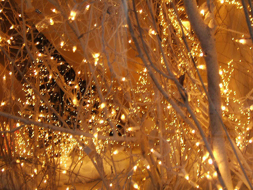 Christmas lights in the forest. - Daily dose of inspiration.