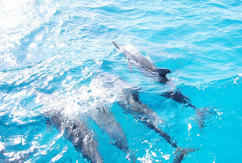 surferdude182: Save the Dolphins! (by Lucas Joseph) 