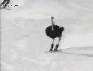  Nothing to see here, just a skiing ostrich… 