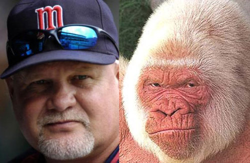 Have you ever seen Twins manager Ron Gardenhire and this albino gorilla in the same place at the same time? I rest my case. (They&#8217;re twins, get it?)