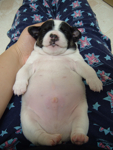 suspectyourelders: fat-animals: A puppy that is fat. AHH 