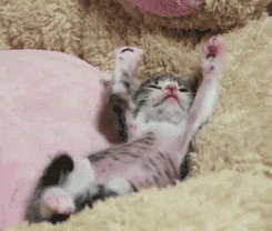 Image result for wake up kitten gif