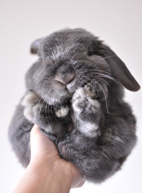 heres my bunny &lt;3