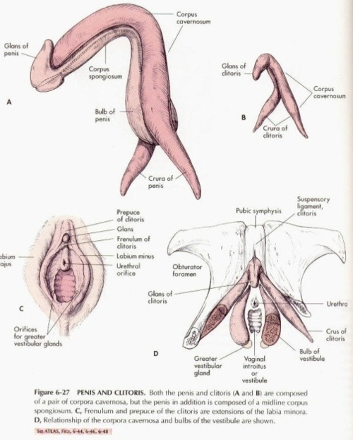 Enlarged clitoris penis