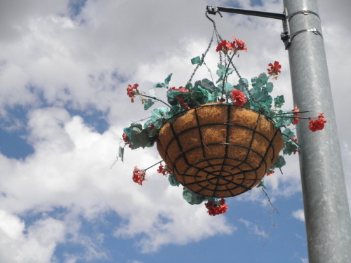 "Hanging rose baskets"