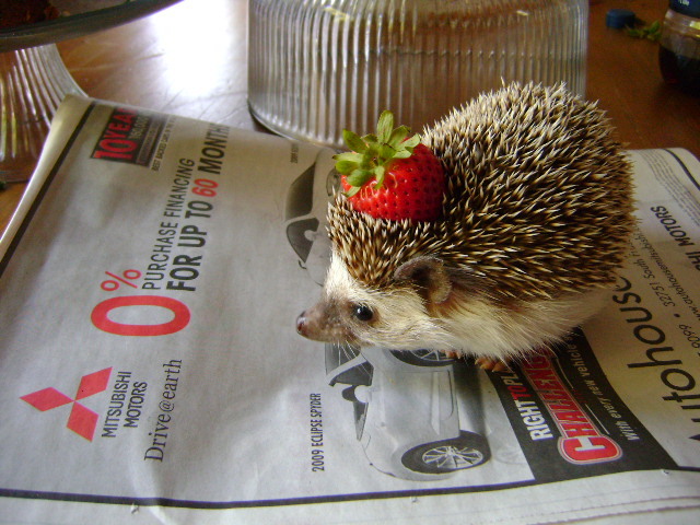 mihati: not everyday you see a hedgehog with a strawberry on its head 