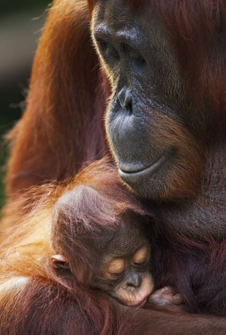 zookeeperconservationist: Orangutan with child 