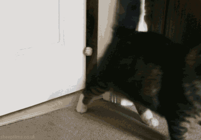 thedailywhat: Animated GIF of the Day: Wait for it… [b3ta.] 