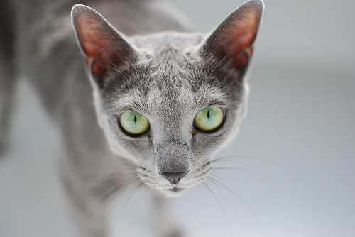 photographic-energy: Ivan the Russian Blue (by lighthack) 