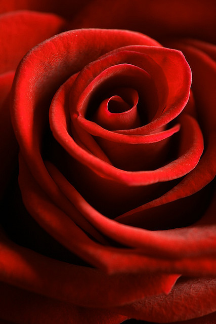 rain-beaux: Red Rose Close-Up 2 by Daniel R Silva on Flickr. 