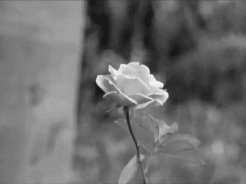 beyaz gül, white rose
