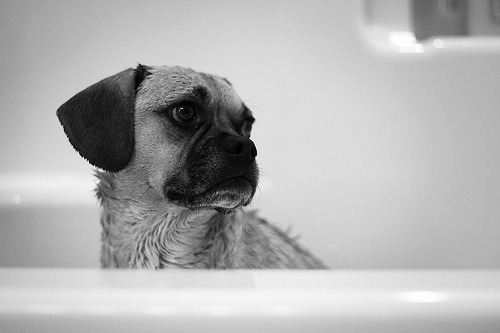 Leo in the Tub (by Ronnie Bruce) 