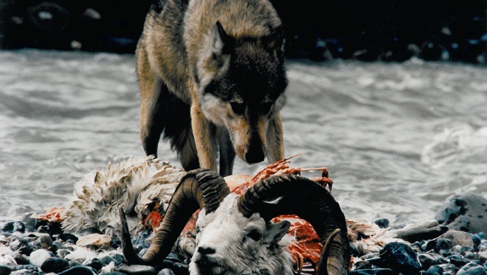 wolf eating sheep