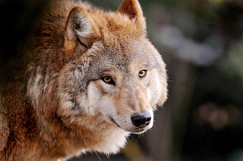c-h-a-o-s: Friendly wolf (by Tambako the Jaguar) 