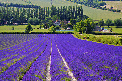 Lavender Farm, Provence, France