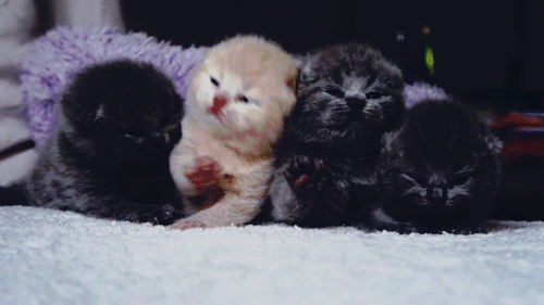  British Shorthair Kittens 