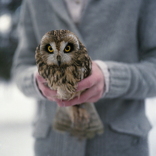 hellanne: owl (by Anastasia Glebova) 