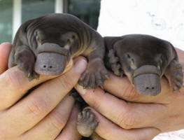 tiny platypups. You are welcome.