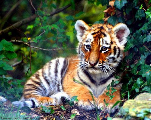 life-of-a-giant: funkysafari: Tiger Cub by law_keven cute: 3 