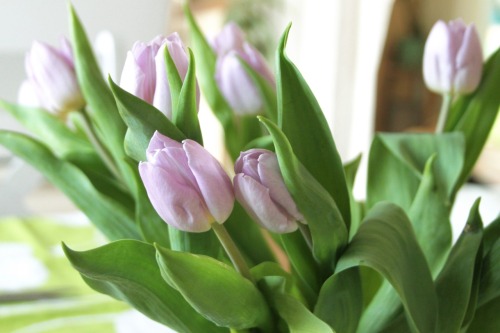 saola: Love tulips 