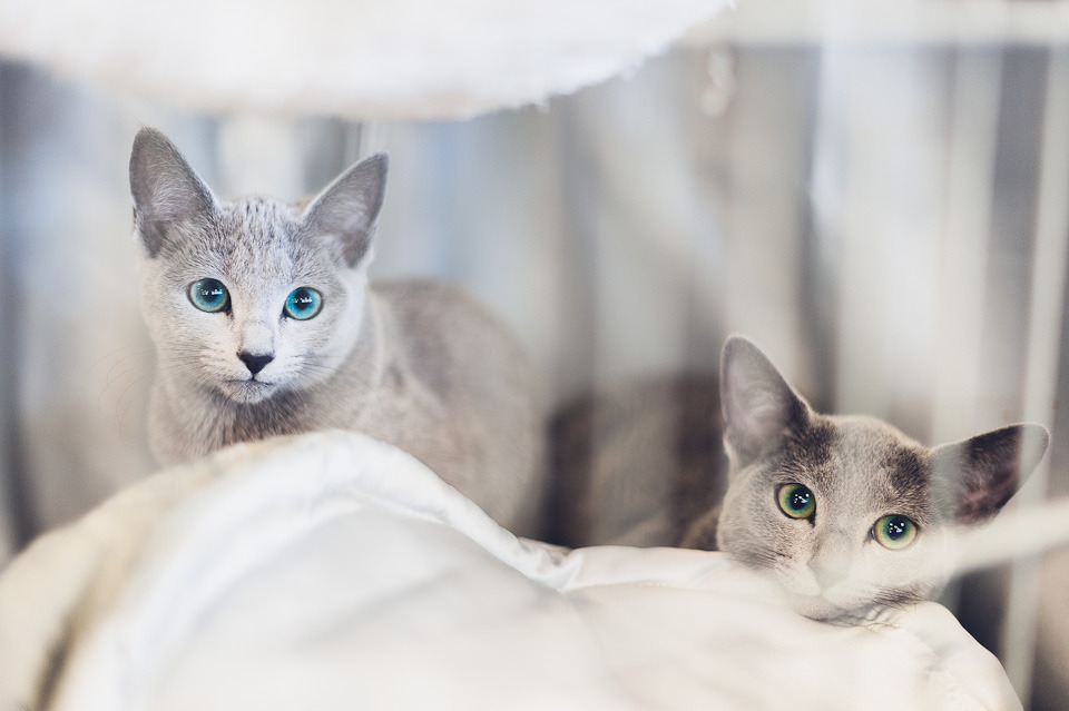 Two russian blue brothers from the cat show. So pretty!