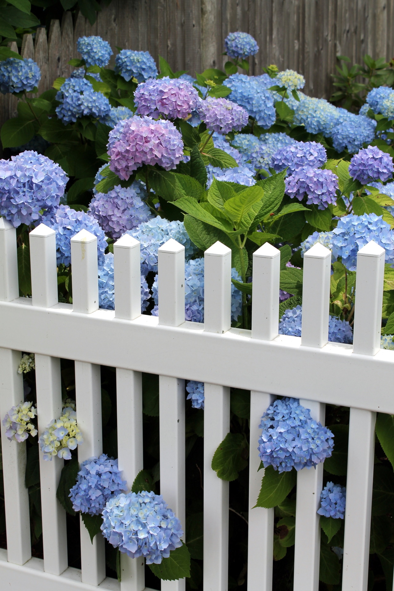 1000+ images about Beautiful Lilac & Hydrangea Bushes on Pinterest