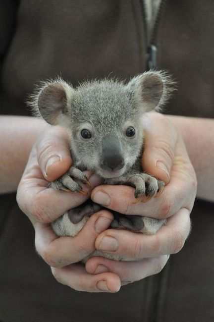 Просто медведь коала ребенка. - Imgur (коала, детка) 