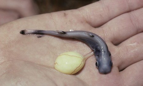 theweekmagazine: You guys like tiny sharks that glow in the dark, right? New research has explained why the smalleye pygmy shark (pictured, with a yolk sac still attached) and lantern shark are able to make their bellies glow: camouflage. Whenever these small sharks swim close to the surface, they put themselves at risk of being spotted by larger predators below them. The glowing bellies are a form of counter-illumination, allowing their silhouette to blend in with the bright sky above. So, how do they do it?  Incredible. 