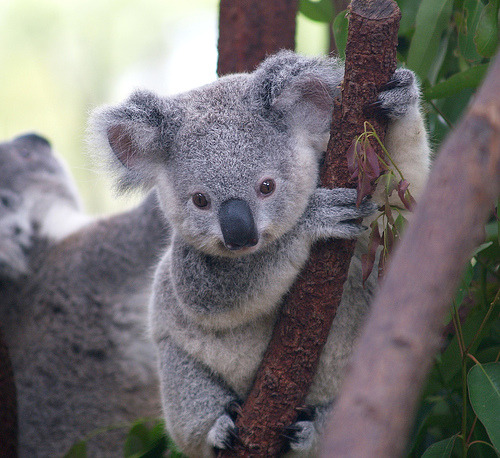 солнечно-туман: satsum-: ок-БИО: kidsofthetribe: аааа, я хочу один! KOALLIIIIIIIII. тьфу мама обыкновение позвольте мне владеть коала, как необоснованные. (Через imgTumble) парни на днях я наблюдал эту вещь на коал на National Geographic, и это было о том, как коалы в районе Квинсленда в настоящее время находятся в пригороде, потому что их естественной среде обитания разрушаются нас hoomans: (
