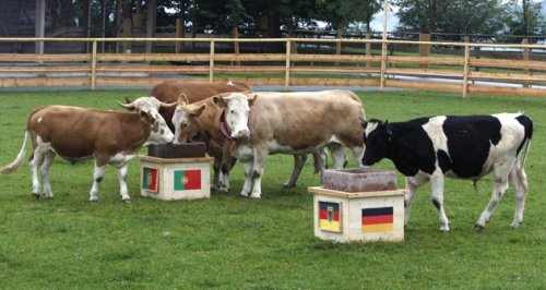 German Oracle cow Yvonne (2nd R) runs directly to the Portugal feeding trough at Gut Aiderbichl in Deggendorf Eichberg June 8, 2012. Yvonne, the &#8220;runaway&#8221; cow, gave her tip about the first German national soccer team match against Portugal during the Euro 2012 on Friday. News and LIVE Stream Available at www.nastytackle.comFind us on Facebook: - https://www.facebook.com/pages/Nasty-Tackle/136333106470179