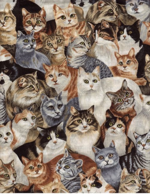 wastedacid: follow for free cats xxx 
