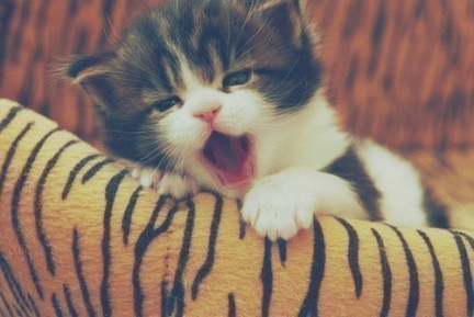 jessasolis: (yawn) sleepy kitten :) : 3 