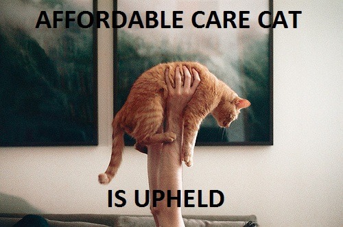 The Affordable Care Cat